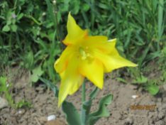 elegant yellow tulip