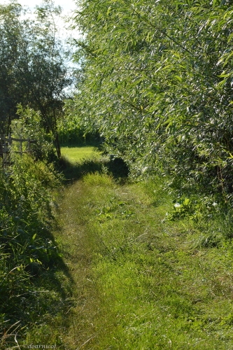 path to sunny meadows